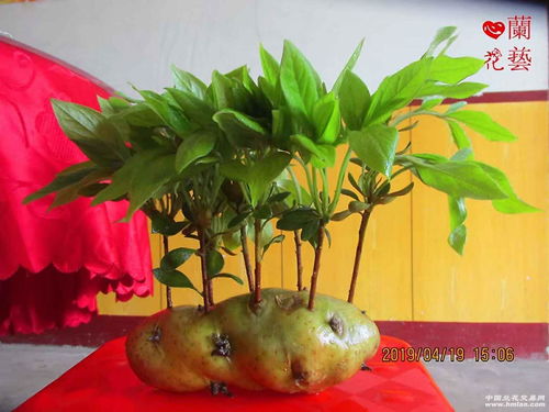 探寻皖西大别山珍宝 原生态精品珍稀映山白与徽菜文化的交融